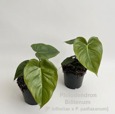 Philodendron 'Billienum'