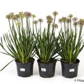 Allium 'Millenium'