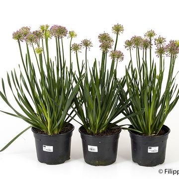 Allium 'Millenium'
