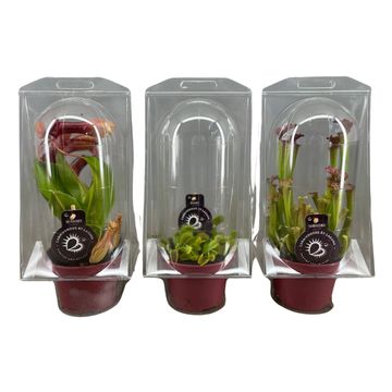 Carnivorous plants MIX