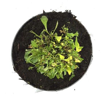 Erigeron karvinskianus