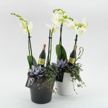 Arrangement New Year