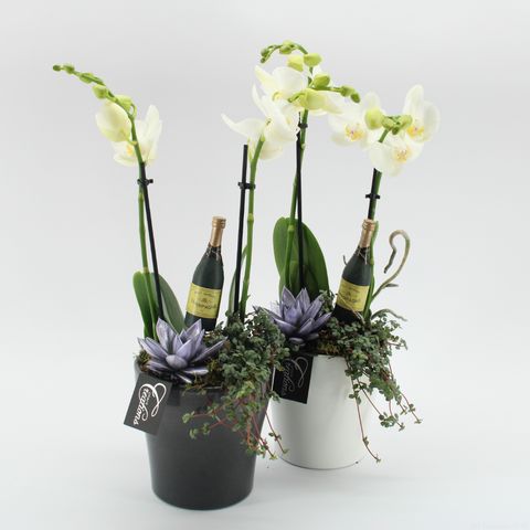 Arrangement New Year