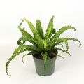 Asplenium antiquum 'Osaka'