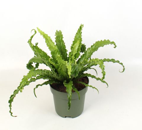 Asplenium antiquum 'Osaka'