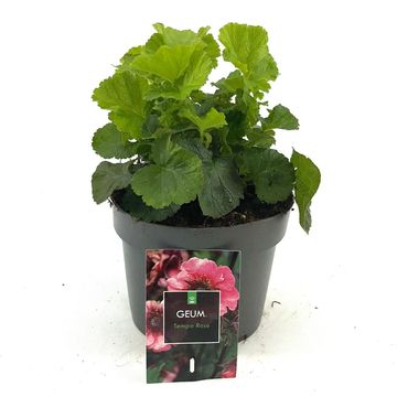 Geum TEMPO ROSE