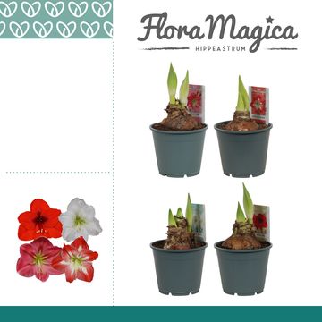 Hippeastrum MIX