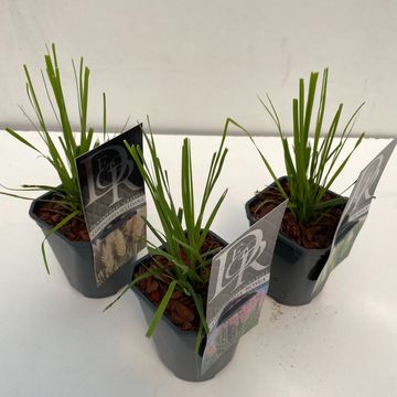 Cortaderia selloana MIX