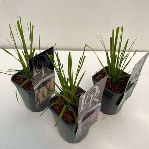 Cortaderia selloana MIX