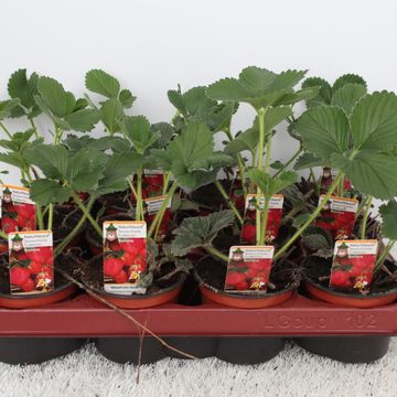 Fragaria x ananassa 'Darselect'