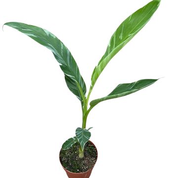 Musa 'Florida Variegata'