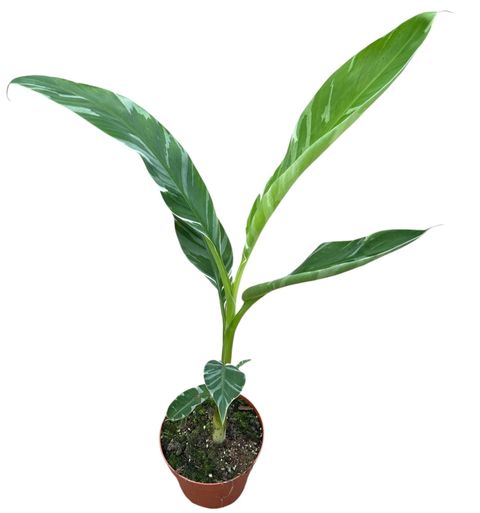 Musa 'Florida Variegata'