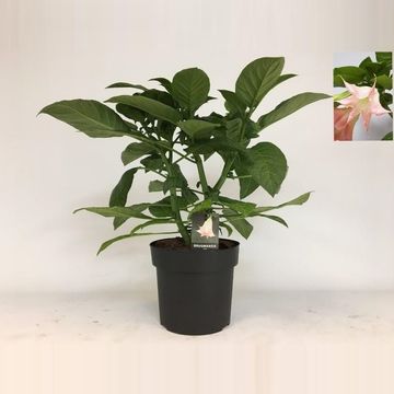 Brugmansia BUSH PINK
