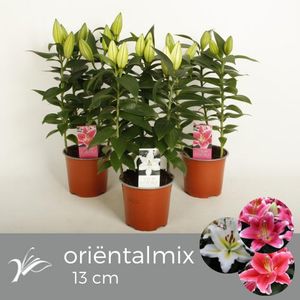 Lilium ORIENTAL HYBRID MIX (Wetering Potlilium)