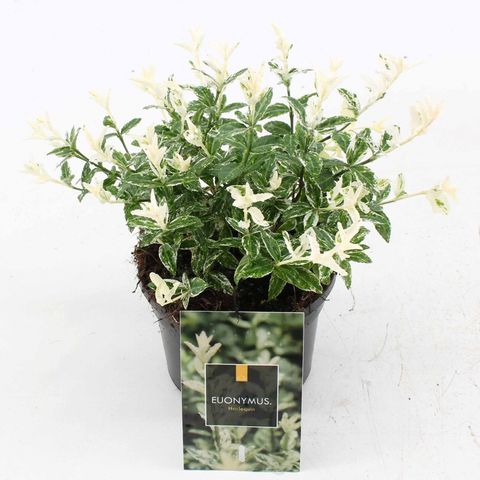 Euonymus fortunei 'Harlequin'