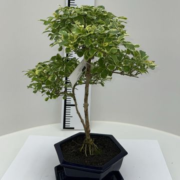 Duranta erecta 'Variegata'