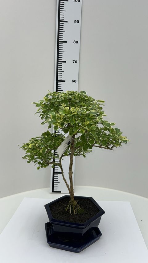 Duranta erecta 'Вариегата'