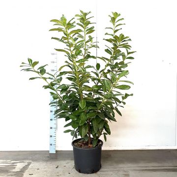 Prunus laurocerasus 'Novita'