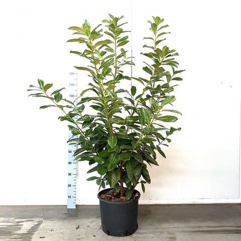 Prunus laurocerasus 'Novita'