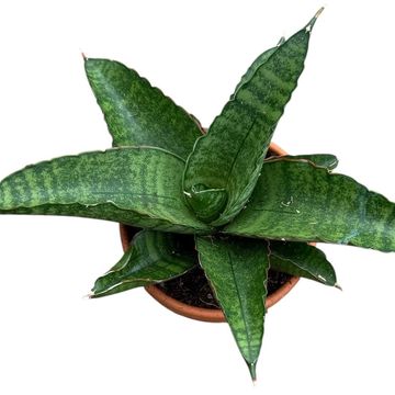 Sansevieria 'Marsha Anjani'