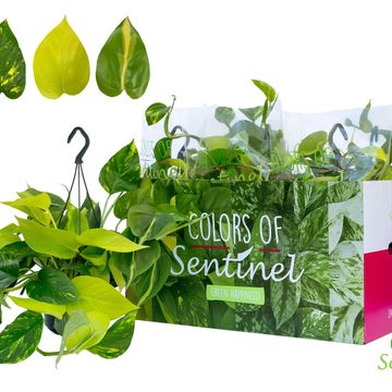 Epipremnum pinnatum MIX IN POT