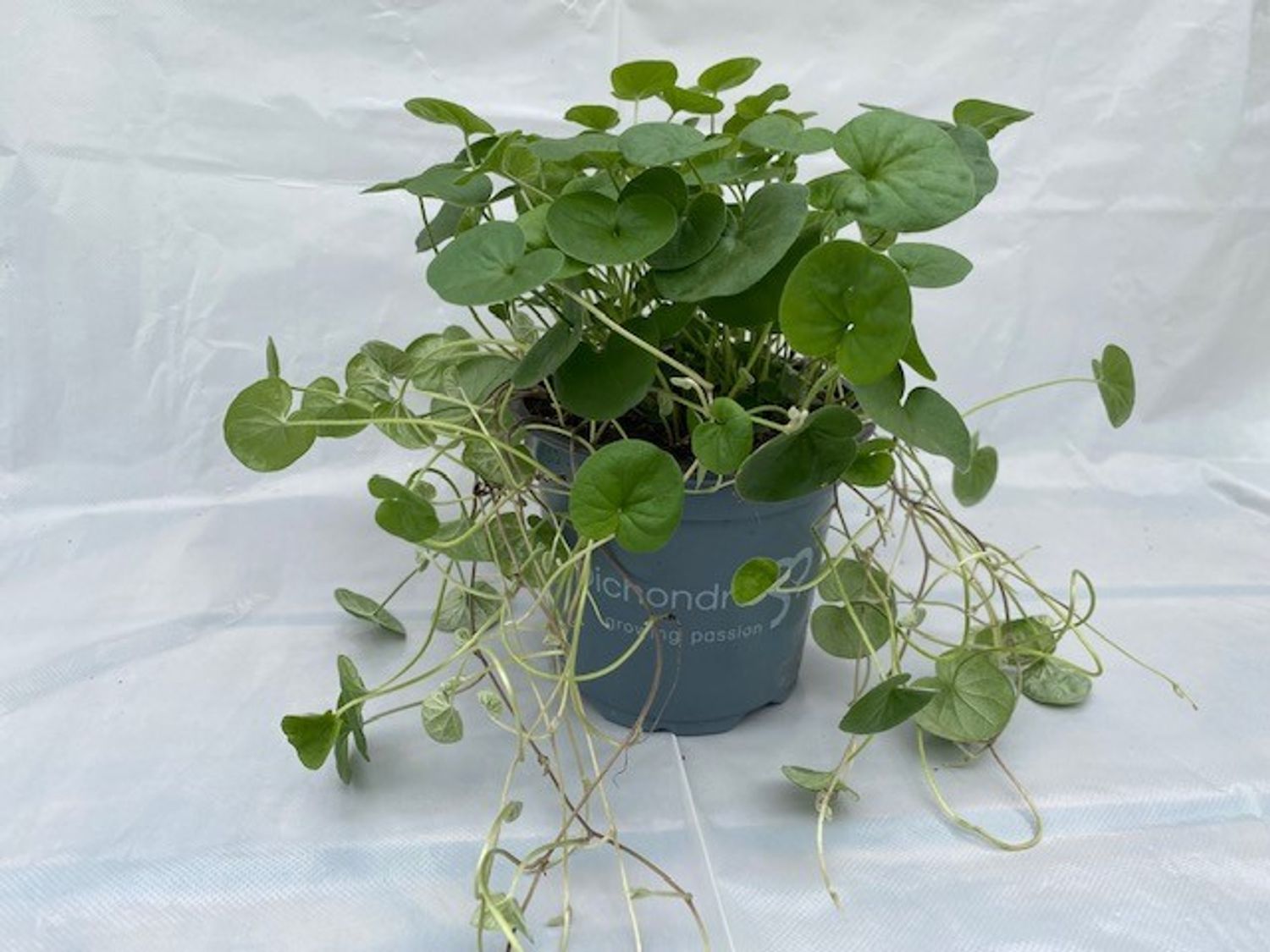 Dichondra repens 'Emerald Falls' — Plant Wholesale FlorAccess