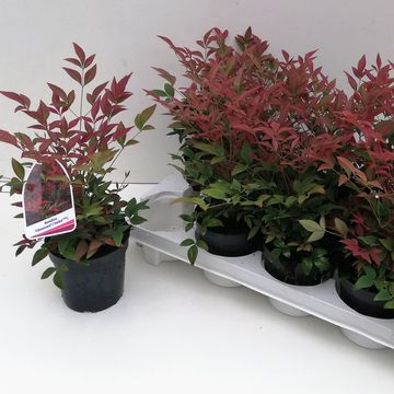 Nandina domestica OBSESSED