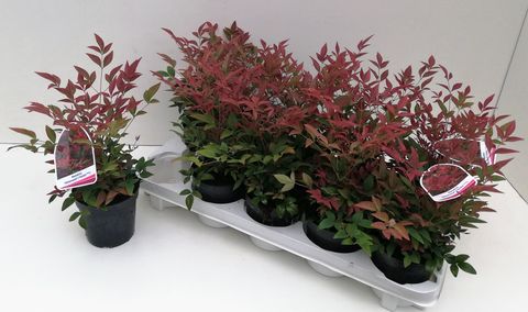 Nandina domestica OBSESSED