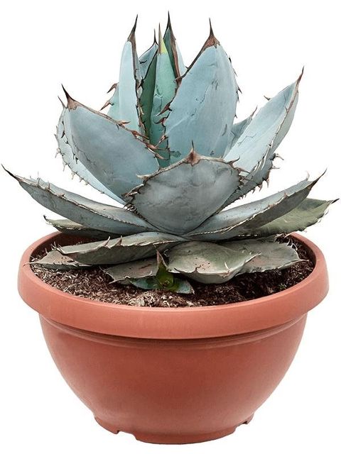 Agave titanota 'Blue Ice'