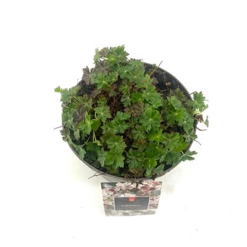 Geranium x cantabrigiense 'Biokovo'