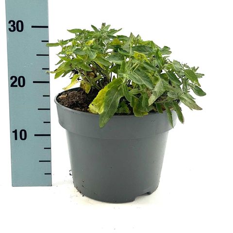 Salvia nemorosa 'Ostfriesland'