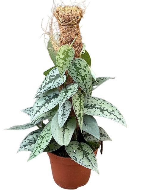 Scindapsus 'Silver Lady'