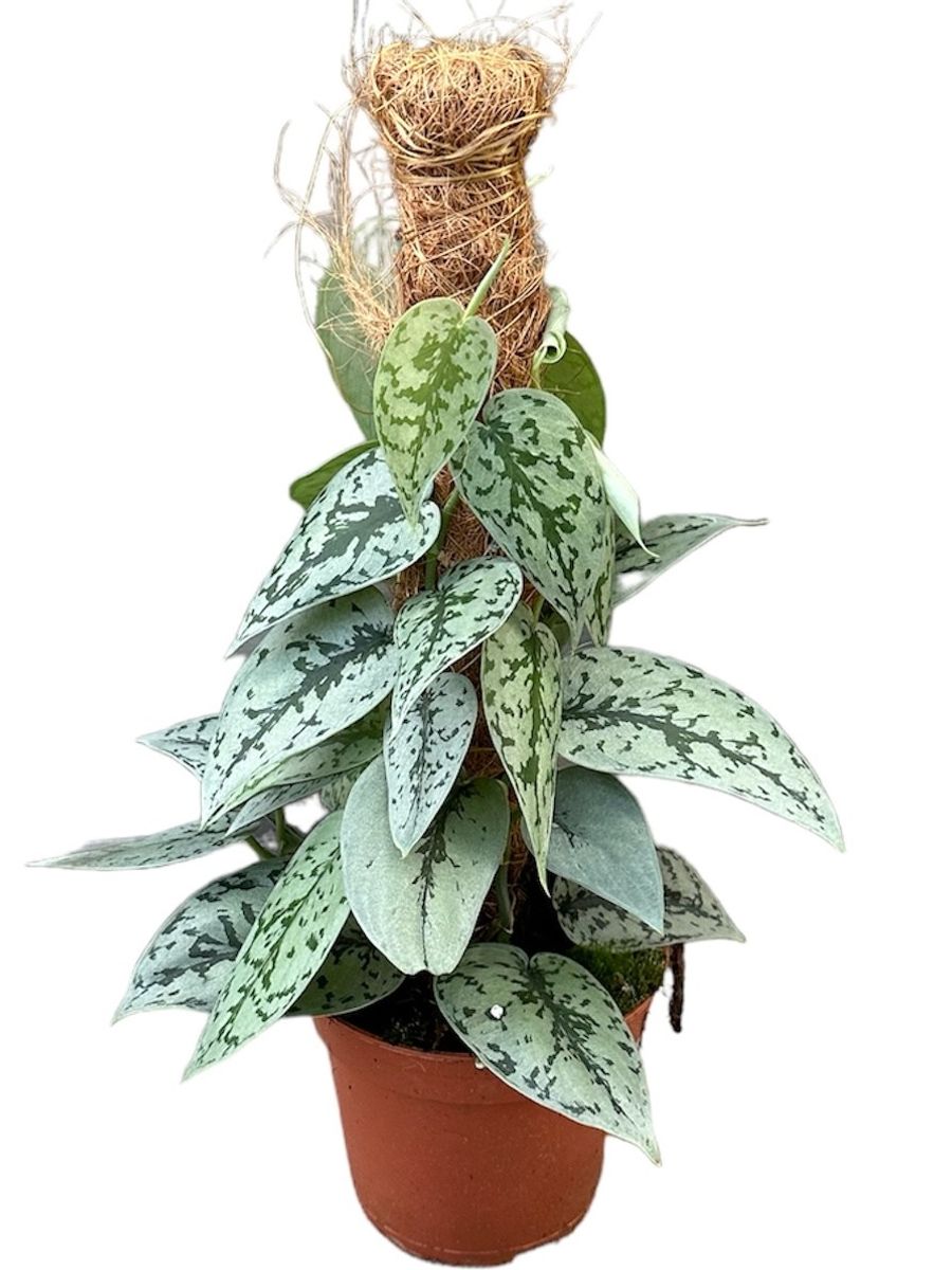 philodendron pastazanum care Philodendron Pastazanum – Plant Studio main image 0