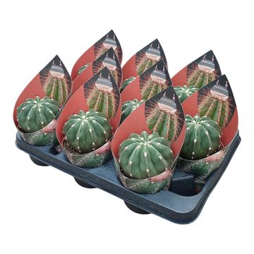 Melocactus maxonii inermis