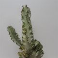 Euphorbia ingens marmorata