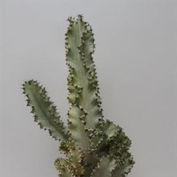 Euphorbia ingens marmorata