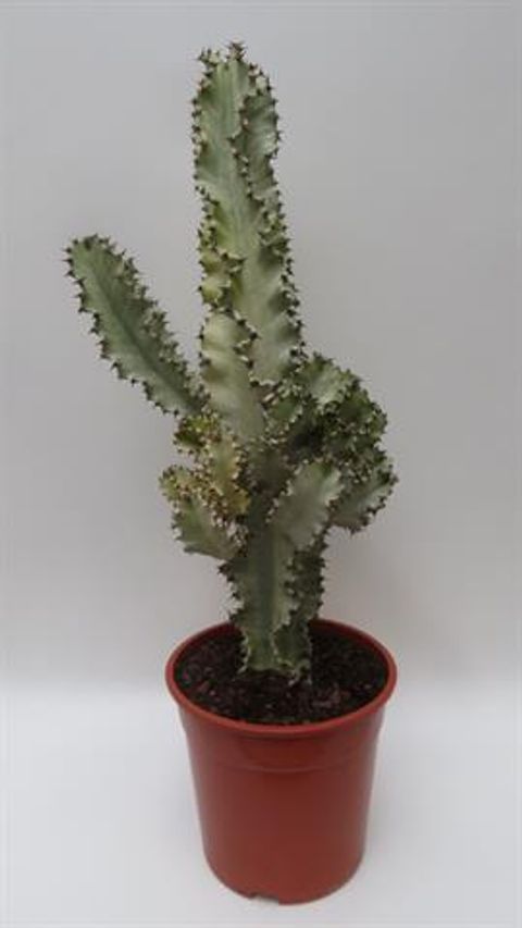 Euphorbia ingens marmorata