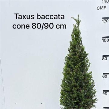 Taxus baccata
