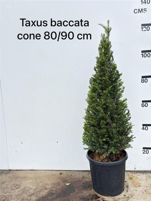 Taxus baccata