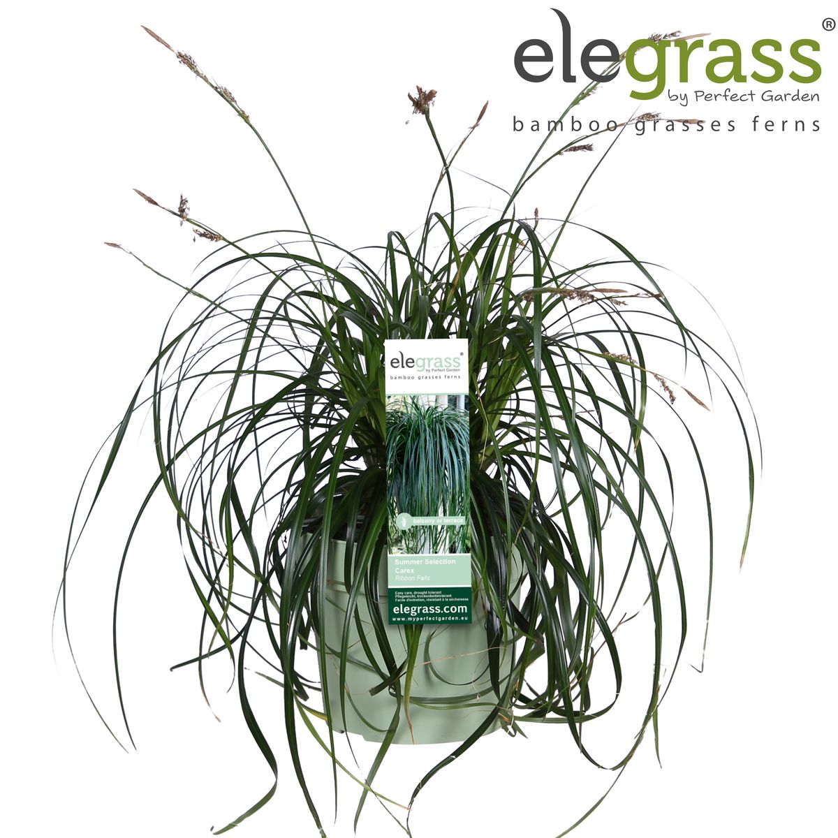 Carex RIBBON FALLS — Plant Wholesale FlorAccess