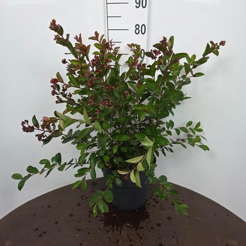 Lagerstroemia indica 'Petite Red'