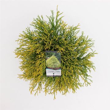 Chamaecyparis pisifera 'Filifera Aurea'