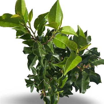 Prunus lusitanica 'Brenelia'