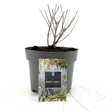 Perovskia atriplicifolia LACEY BLUE