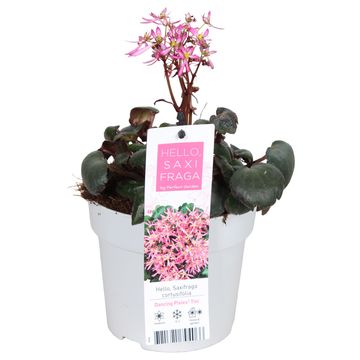 Saxifraga cortusifolia DANCING PIXIES TINI