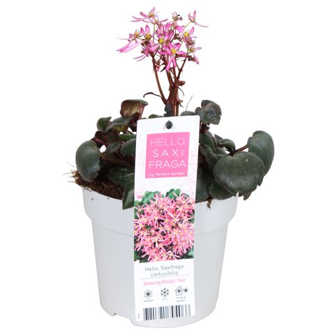 Saxifraga cortusifolia DANCING PIXIES TINI