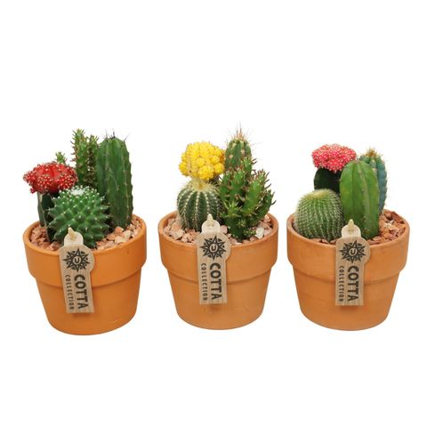 Arrangemang Cactus