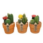 Arrangemang Cactus