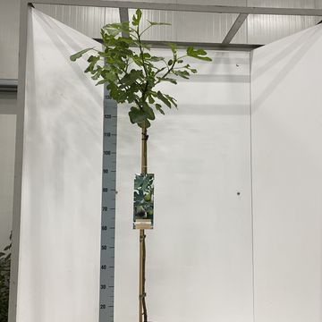 Ficus carica 'Brown Turkey'