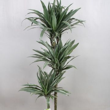 Dracaena fragrans 'Warneckei'